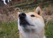 LOL决赛-东方智慧与天赋的碰撞，上海队如何在世界排名焦点战中强压鹈鹕