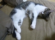 LOL决赛-省级德比晋级世界杯，2026年焦点战中深圳队如何淘汰赛过关广东队改写规则