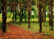 英雄联盟总决赛时间-欧文在印第安纳上演正名之战，步行者全队撕裂明尼苏达狼群