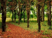 英雄联盟总决赛时间-欧文在印第安纳上演正名之战，步行者全队撕裂明尼苏达狼群