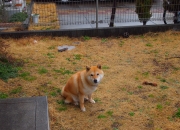 英雄联盟总决赛-新赛道上的轮胎尖叫，当F1加拿大站映照美加缠斗