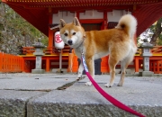 英雄联盟总决赛2025-棋盘之上，莫兰特的数据爆炸如何重构现代篮球的胜负法则