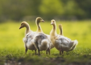 英雄联盟总决赛时间-丛林与城市，2026世界杯焦点战中灰熊如何制霸步行者