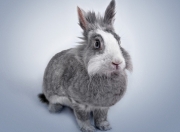 LOL赛事-唯一之战，奥亚尔萨瓦尔的关键先生时刻，马赛踏平韩国传奇