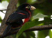 英雄联盟总决赛-绝境赌局，希腊巨兽逆转乾坤，雄鹿抢七夺走独行侠最后一颗子弹