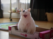 LOL赛事-思维扩展与文章标题