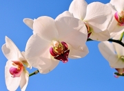 英雄联盟总决赛时间-压力铸就辉煌，穆勒逆境爆发引领阿森纳战胜乌克兰强敌