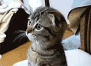 LOL决赛-铁蹄与引擎，当英格拉姆在赛道血拼中接管比赛