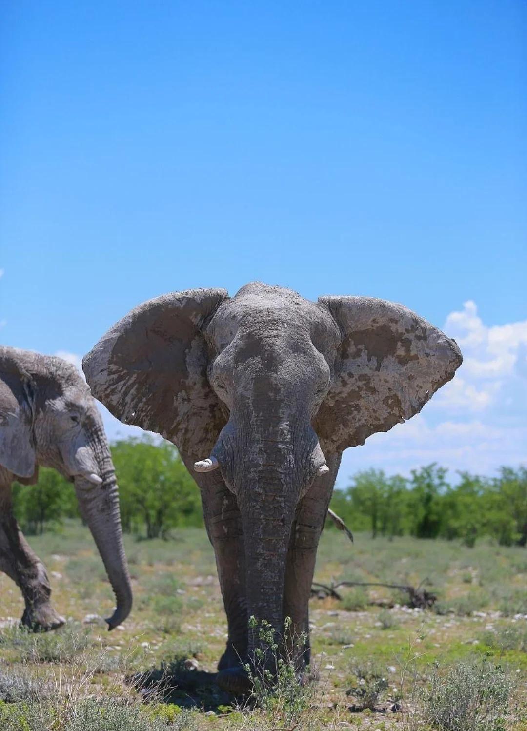 关于阿尔及利亚篮球队壮行纳米比亚沙漠探索之旅的信息 关于阿尔及利亚篮球队壮行纳米比亚沙漠探索之旅的信息
