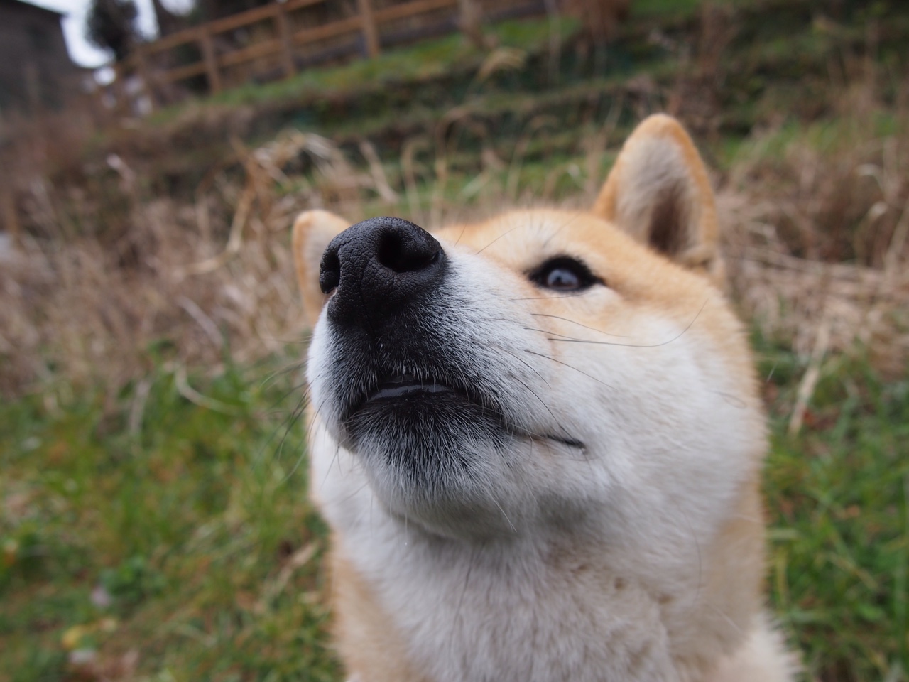 东方智慧与天赋的碰撞,上海队如何在世界排名焦点战中强压鹈鹕