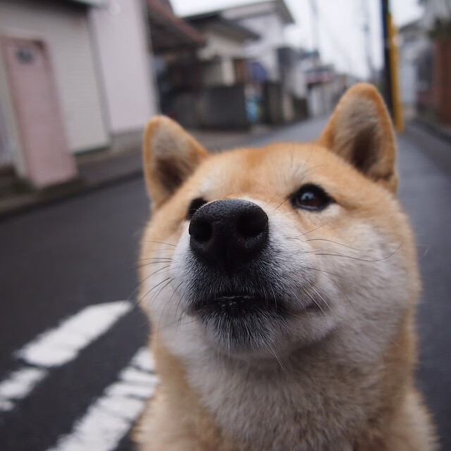 拉文教科书式演出却被扼杀,尼克斯用最团队的方式终结鹈鹕反扑