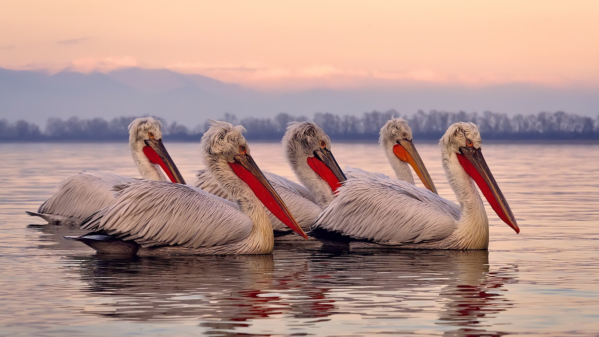 征服阿兹特克风暴，若日尼奥一传一射，AC米兰终破墨西哥铁壁