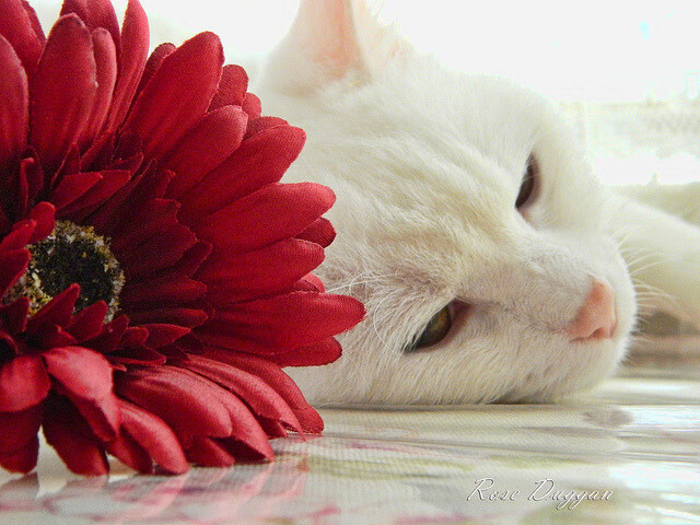 夜的丝绒幕布下,他用神经刀织就王冠