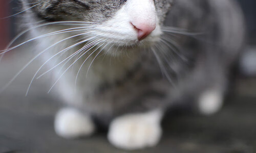 无路之夜,他以光撕开