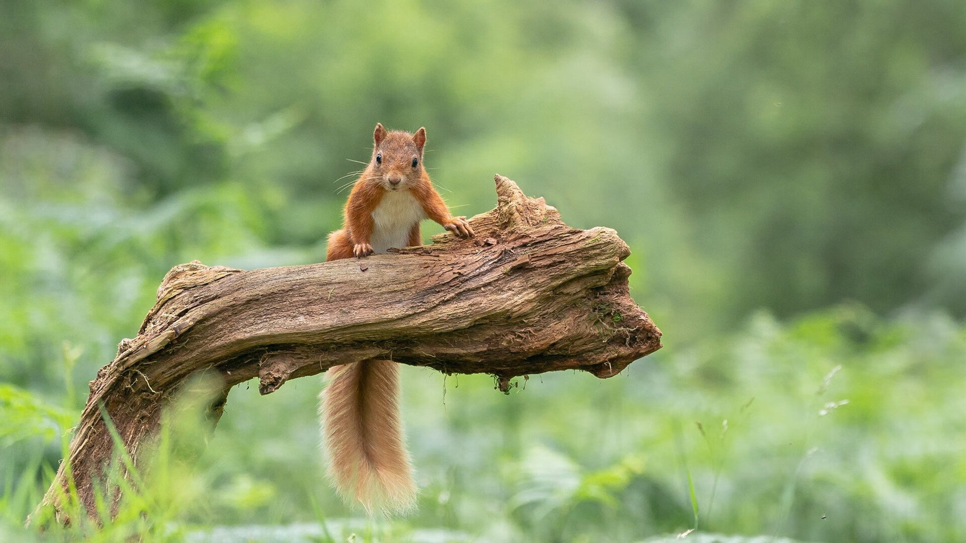 若日尼奥的攻防艺术，芬兰战术封锁巴西的秘诀
