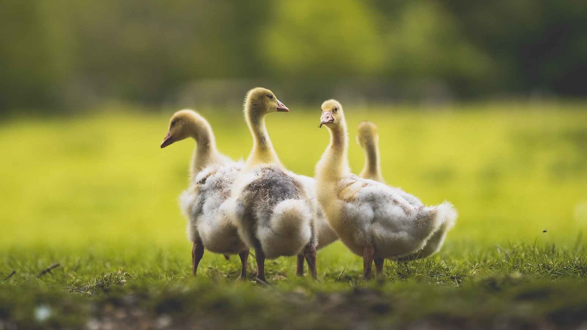 丛林与城市，2026世界杯焦点战中灰熊如何制霸步行者