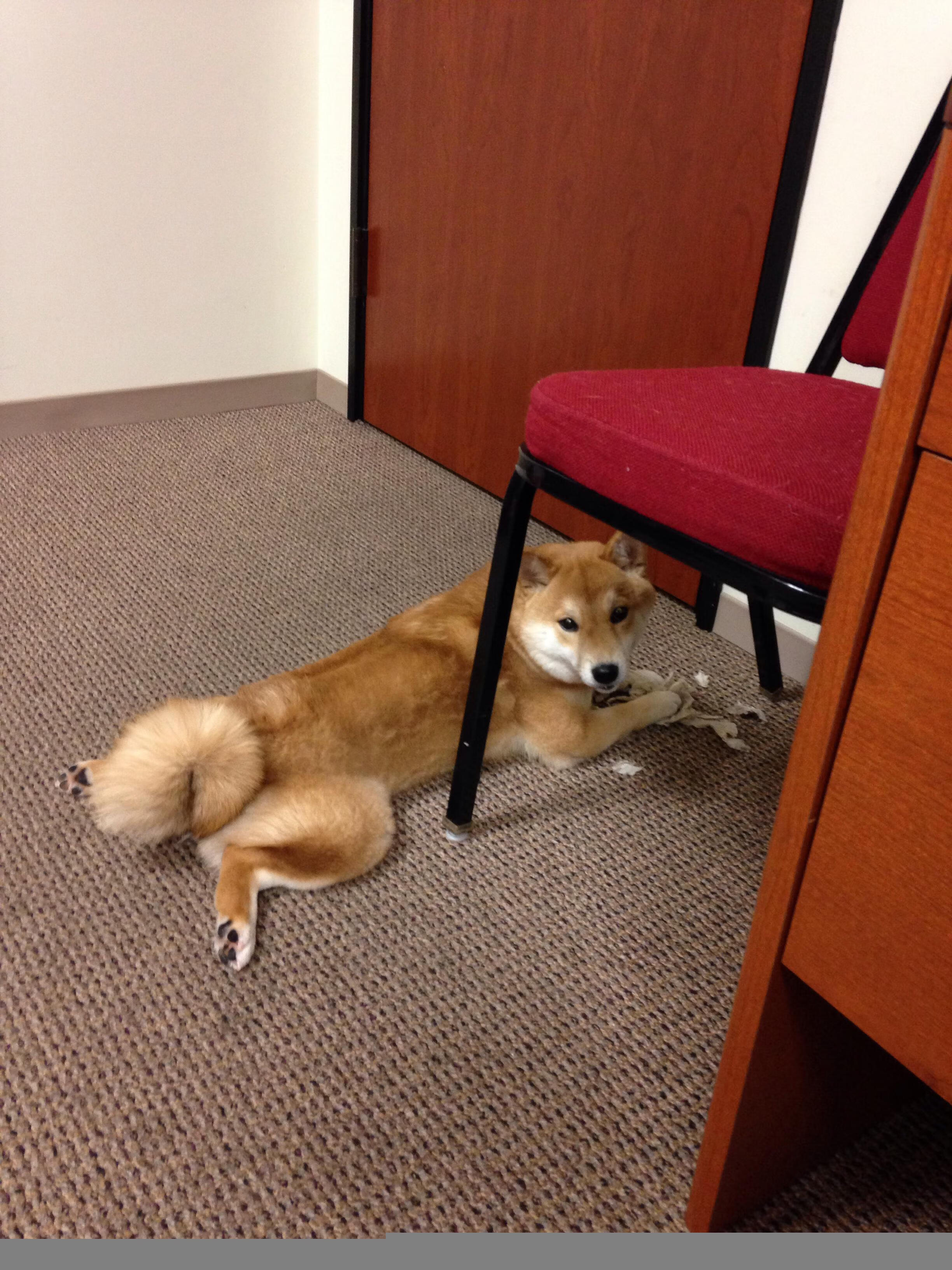 双星璀璨,跨越赛场的巨星如何定义比赛唯一性