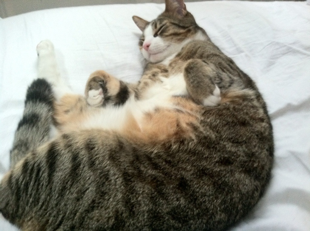 萨拉赫爆发引领进攻潮，智利加时赛力克切尔西