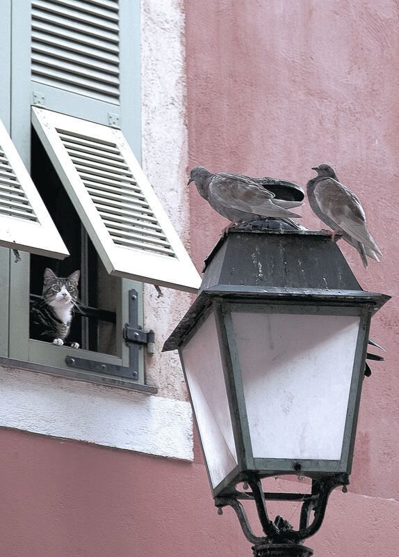 三分钟风暴,布克化身大场面先生,新疆队一波流带走尼克斯
