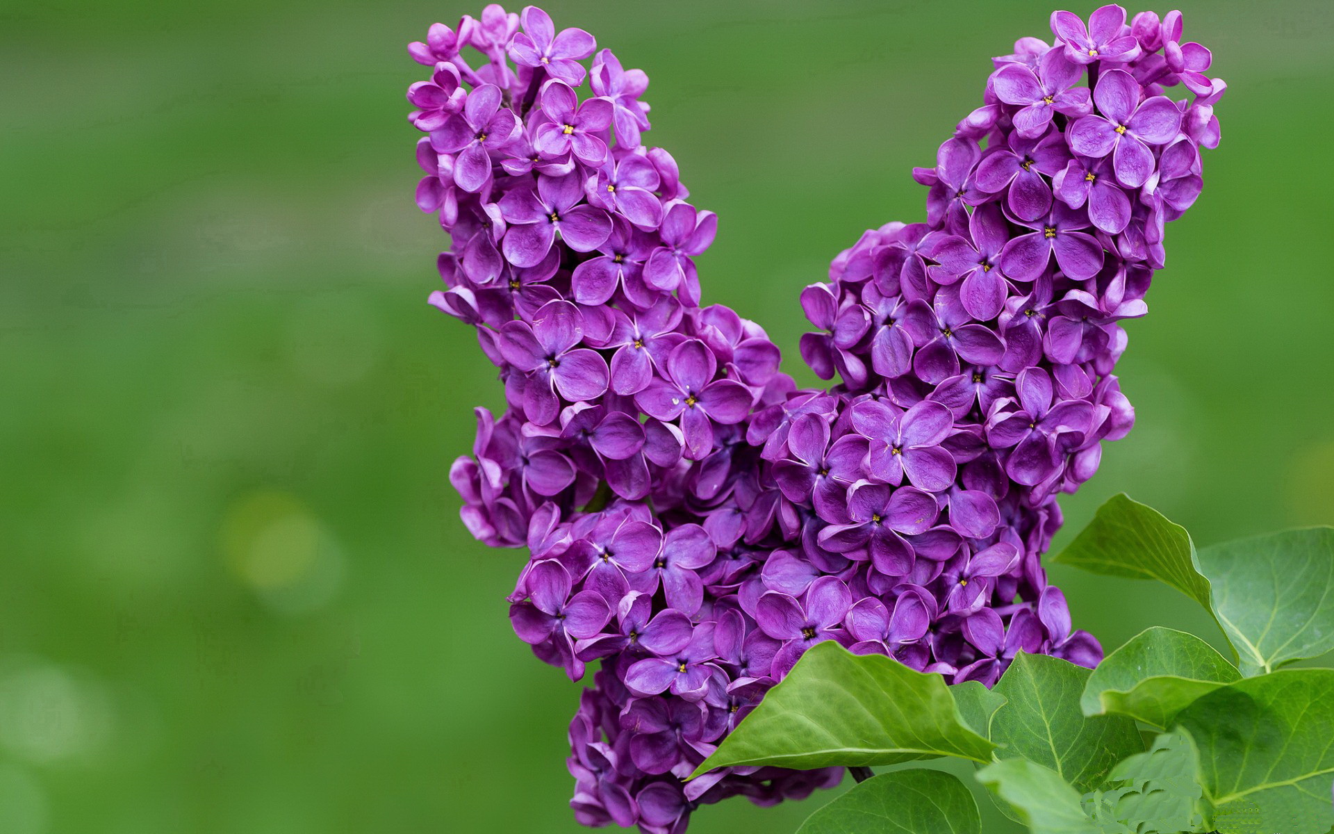 终场哨响前五秒,弗拉霍维奇与瑞士军刀如何刺穿蓝鹰心脏