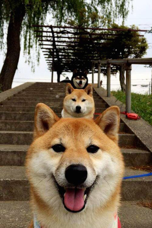 强势公牛拿下篮网，切特闪耀成关键先生