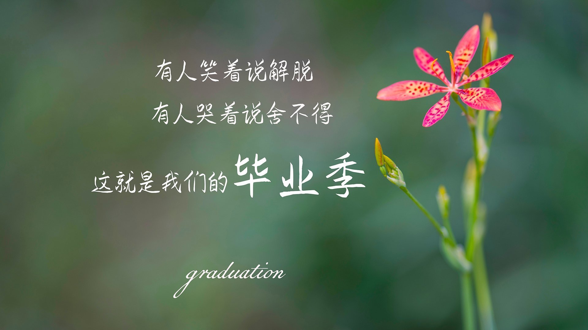 蓝白之城的孤勇者,福登如何在2026世界杯G组为乌兹别克斯坦点燃波兰防线